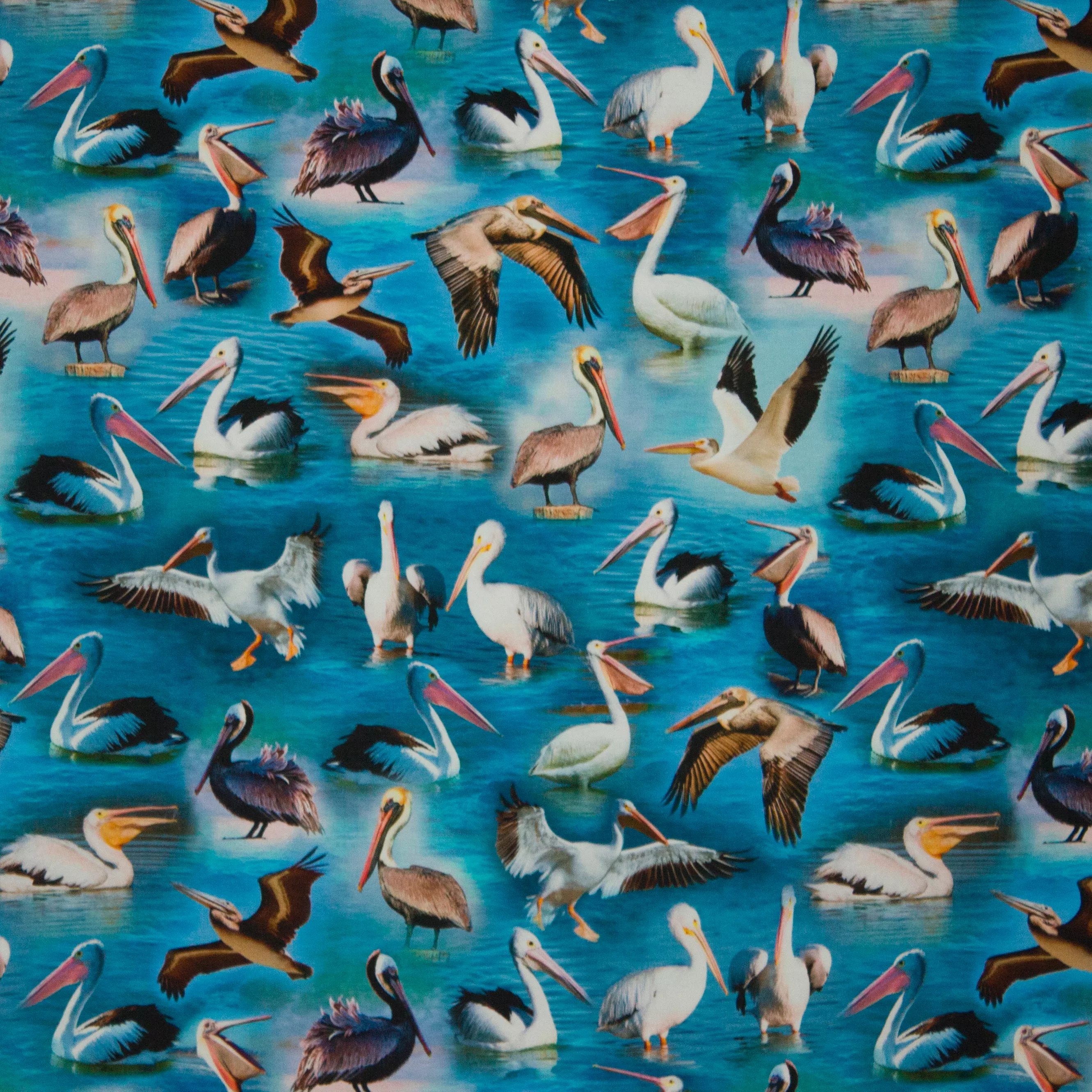 Tricot met pelikanen