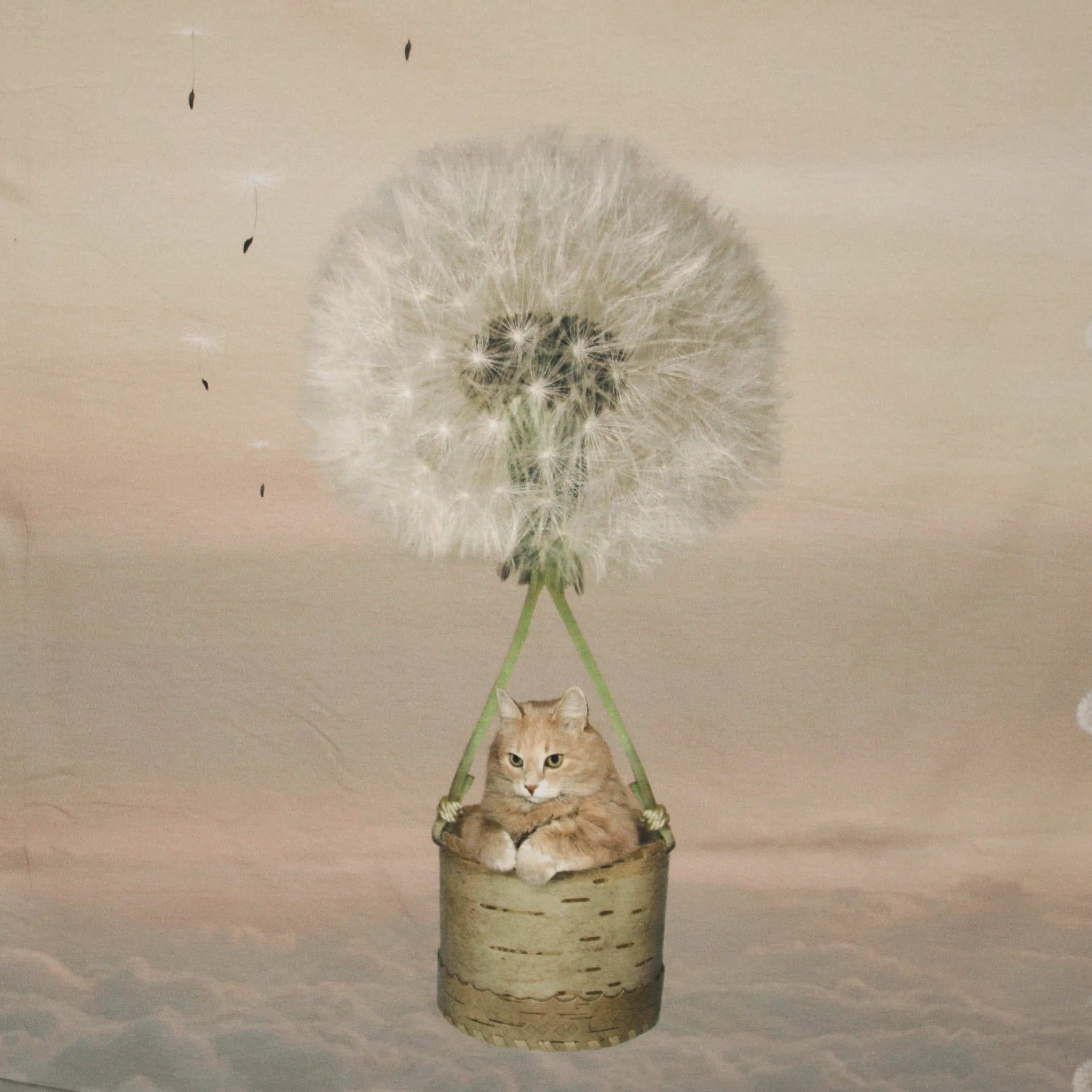 Paneel kat en blaasbloemen