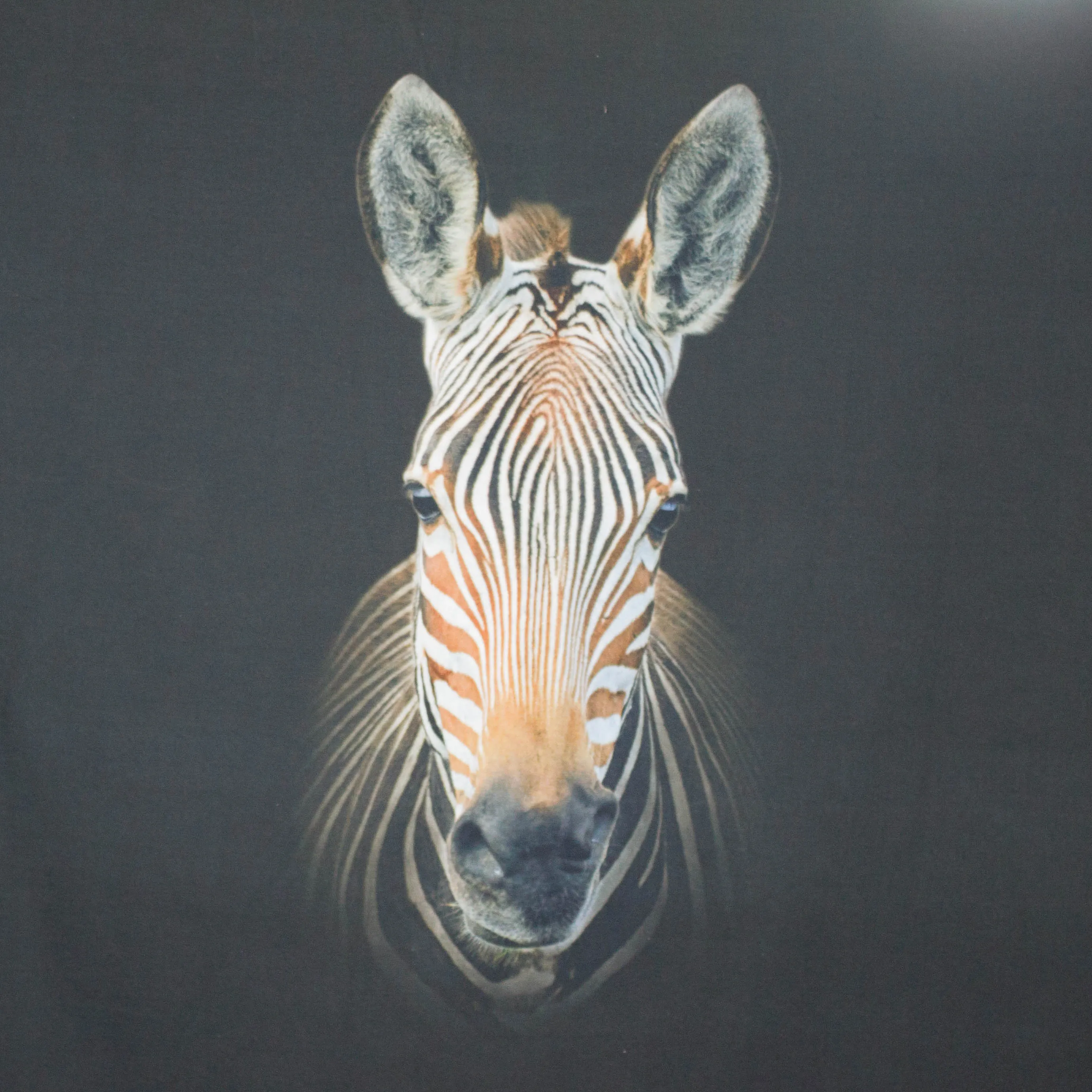 Paneel zebra