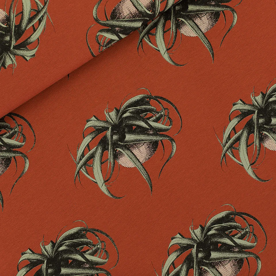 See you at Six - Air plant